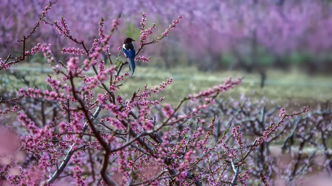 六里桥至平谷旅游专线即将开通!发车时刻表抢先看! 六里桥至平谷旅游专线即将开通!发车时刻表抢先看!