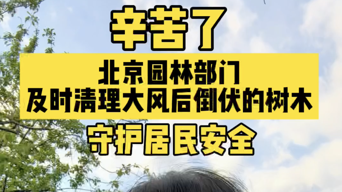 辛苦了！北京园林部门及时清理大风后倒伏的树木，守护居民安全