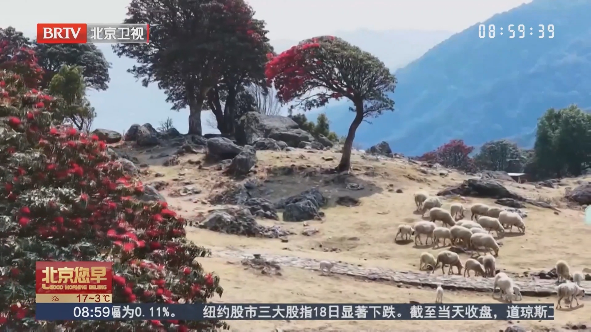 云南永德：马缨花开 春意满山间