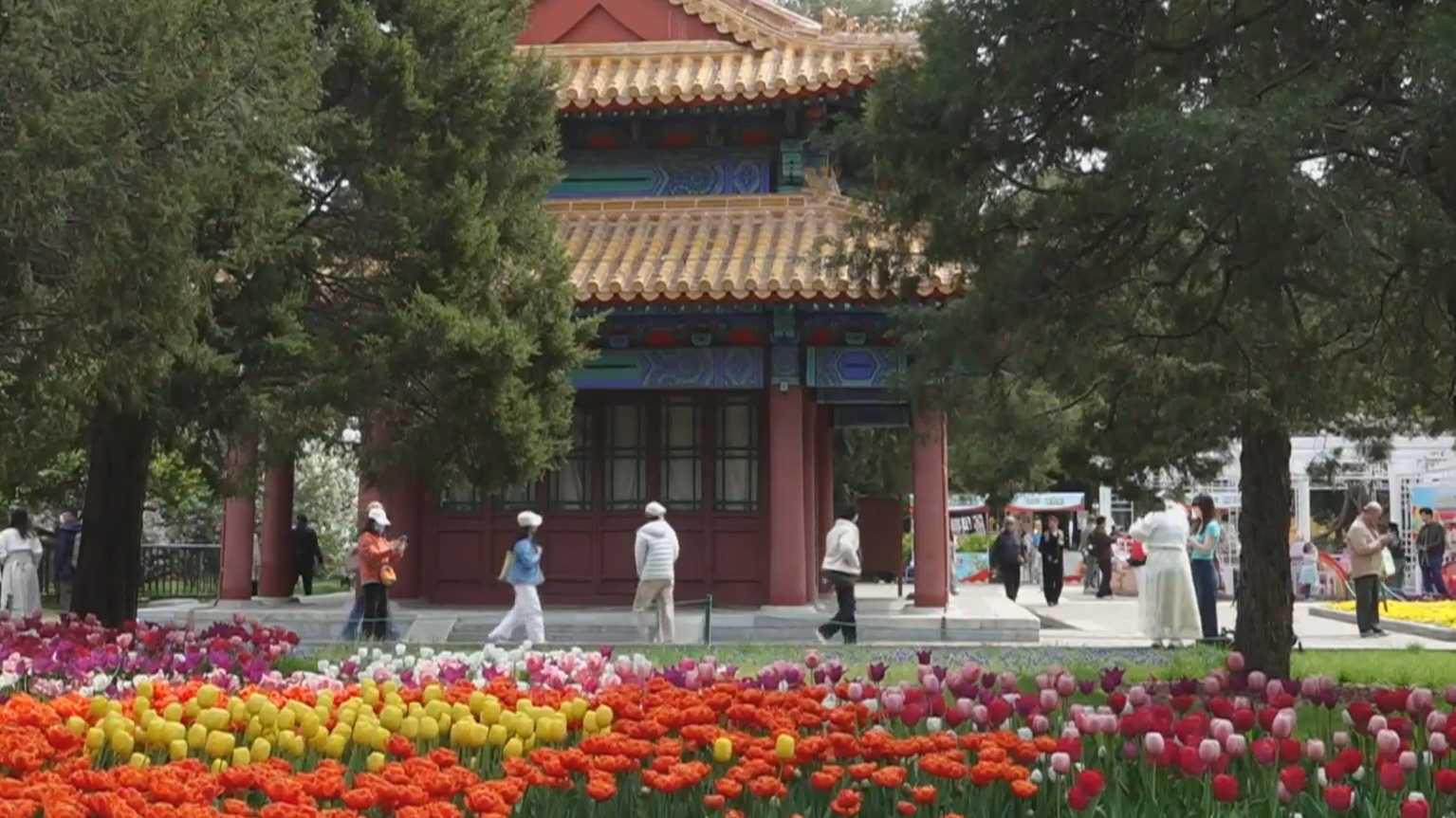 不负京华好春光丨中山公园百余种郁金香盛放 周末客流创历史新高 不负京华好春光丨中山公园百余种郁金香盛放 周末客流创历史新高