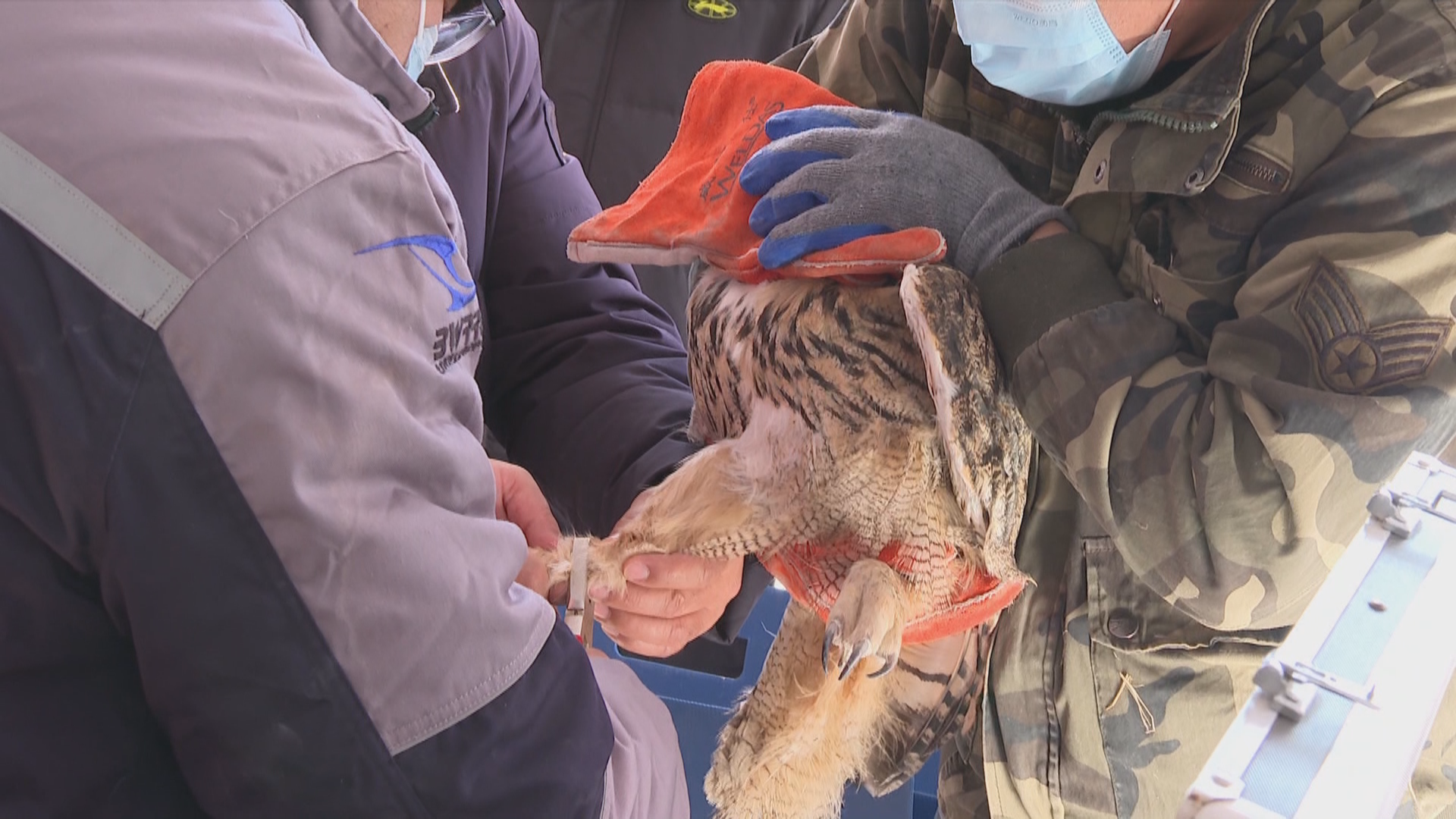 延庆区首个鸟类环志监测站揭牌 延庆区首个鸟类环志监测站揭牌