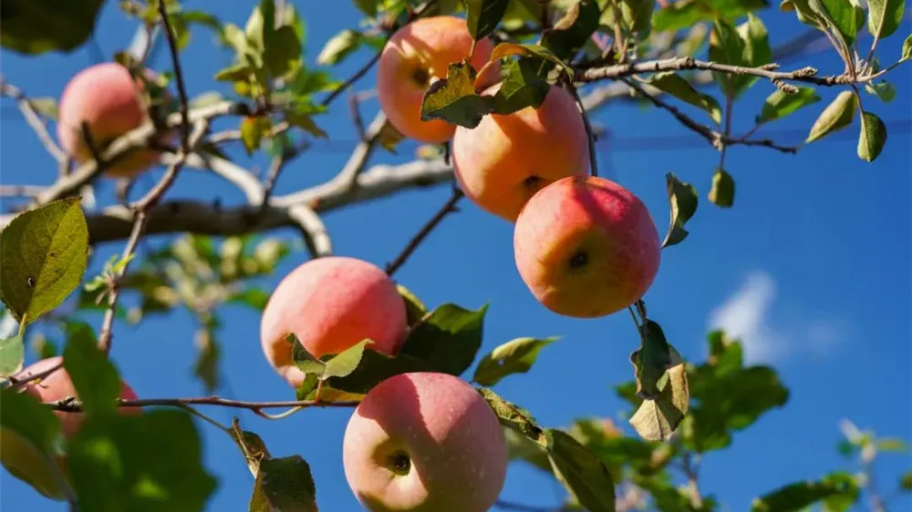 周末的昌平，和苹果采摘更配哦！