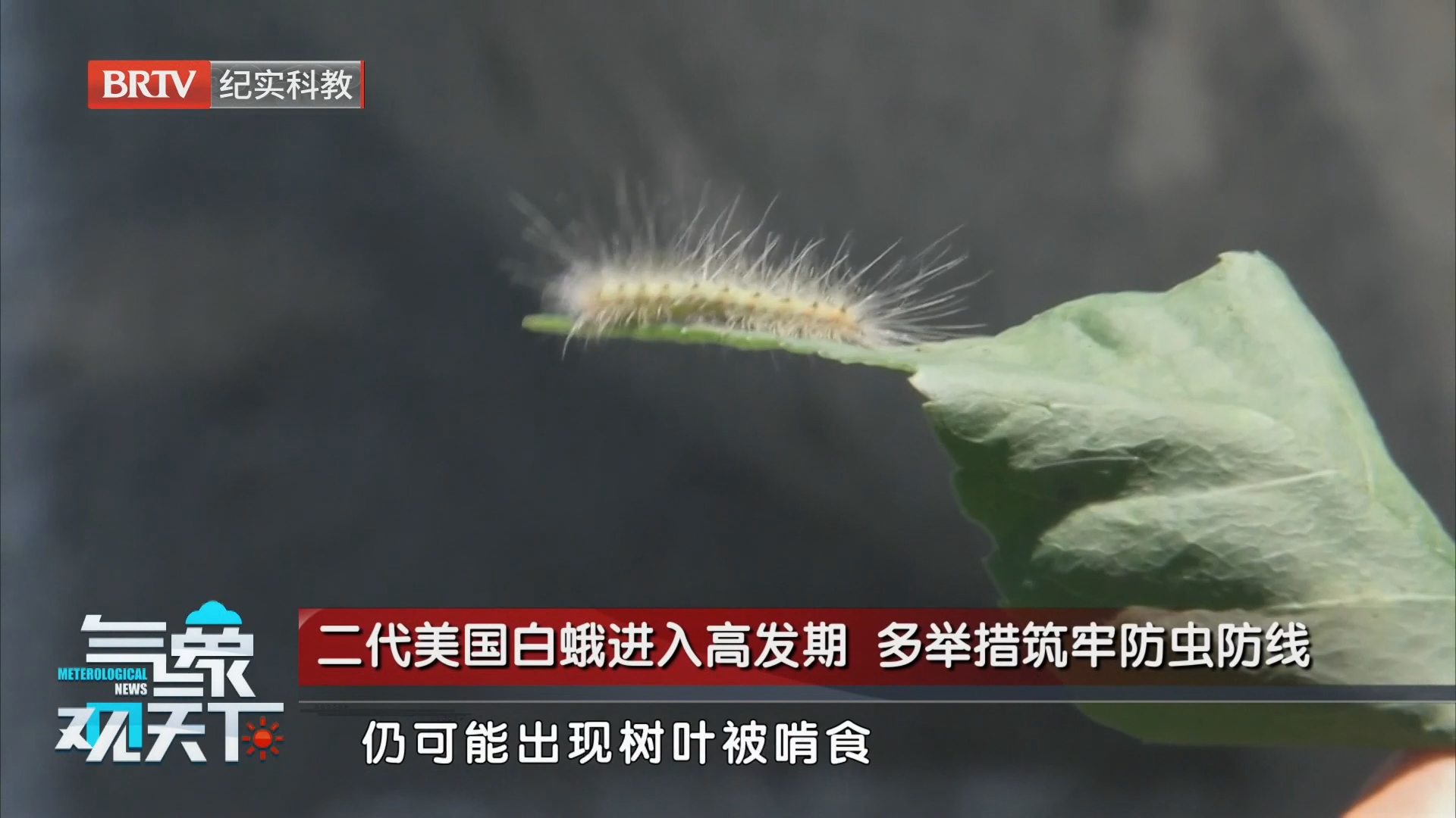 雨水助推美国白蛾繁衍 科学防控降低虫害影响