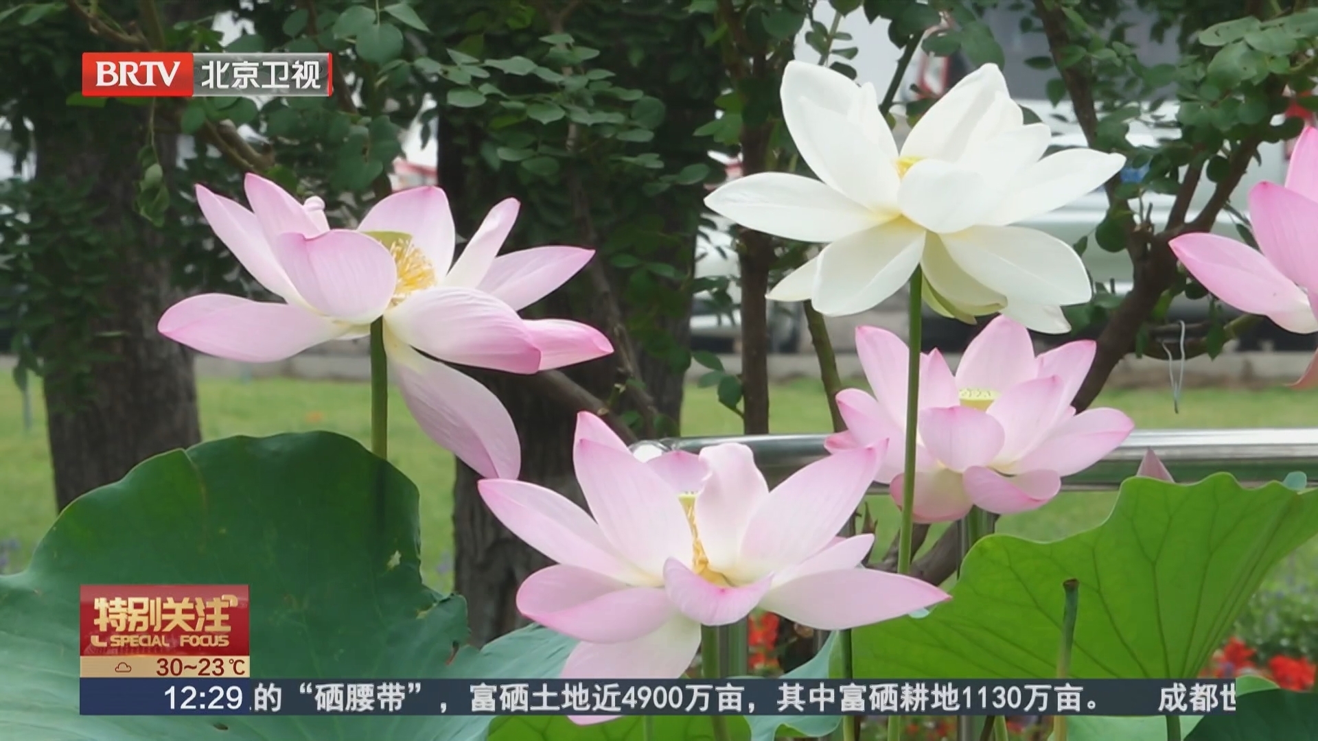 夏日养生正当时 荷花“全身都是宝”