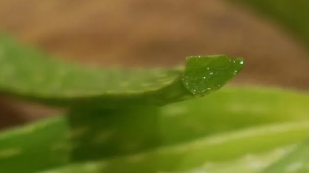 它被称为“天然青霉素”，夏天常用，抑菌消炎、美容抗衰老、通便，但吃不对有危险