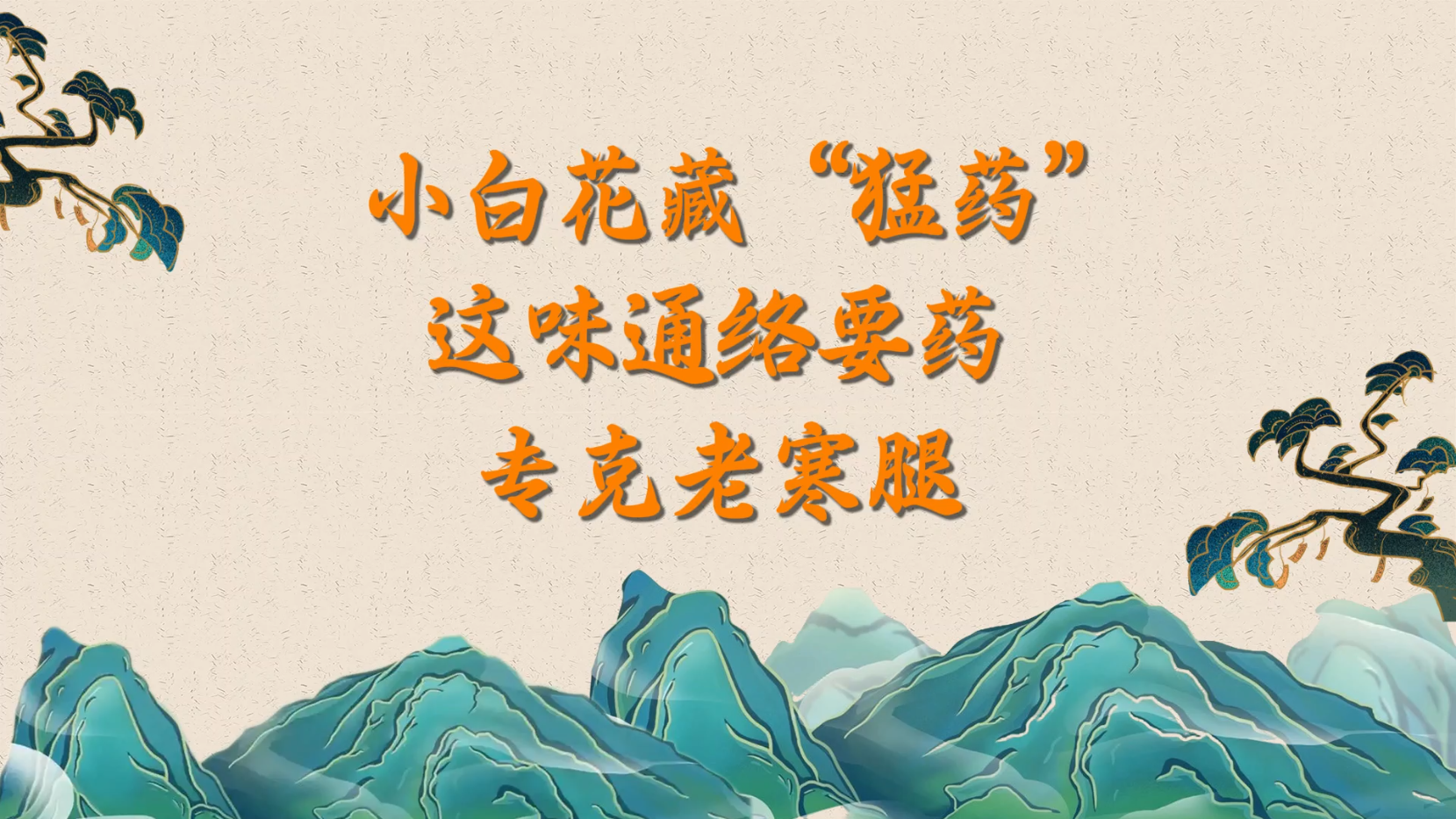 小白花藏“猛药”!这味通络要药,专克老寒腿 小白花藏“猛药”!这味通络要药,专克老寒腿