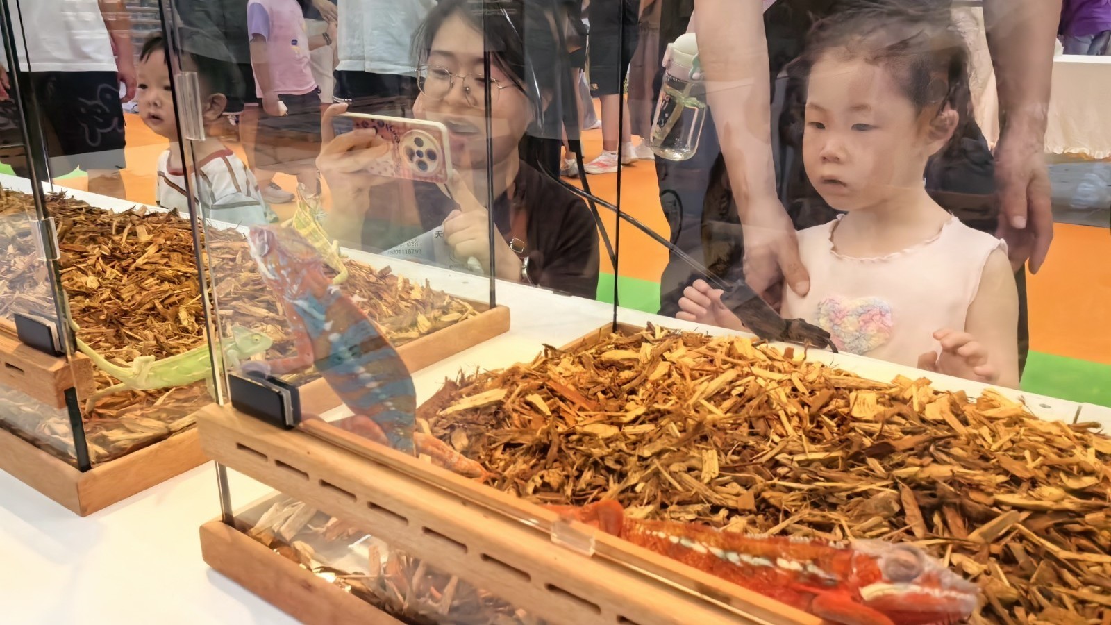 形态各异色彩斑斓  上千种珍稀爬宠亮相北京平谷爬宠嘉年华