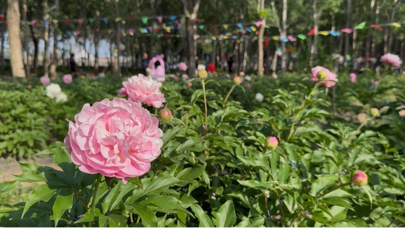 北京平谷：五条特色大道 三大主题片区 绘就花园乡村美丽画卷