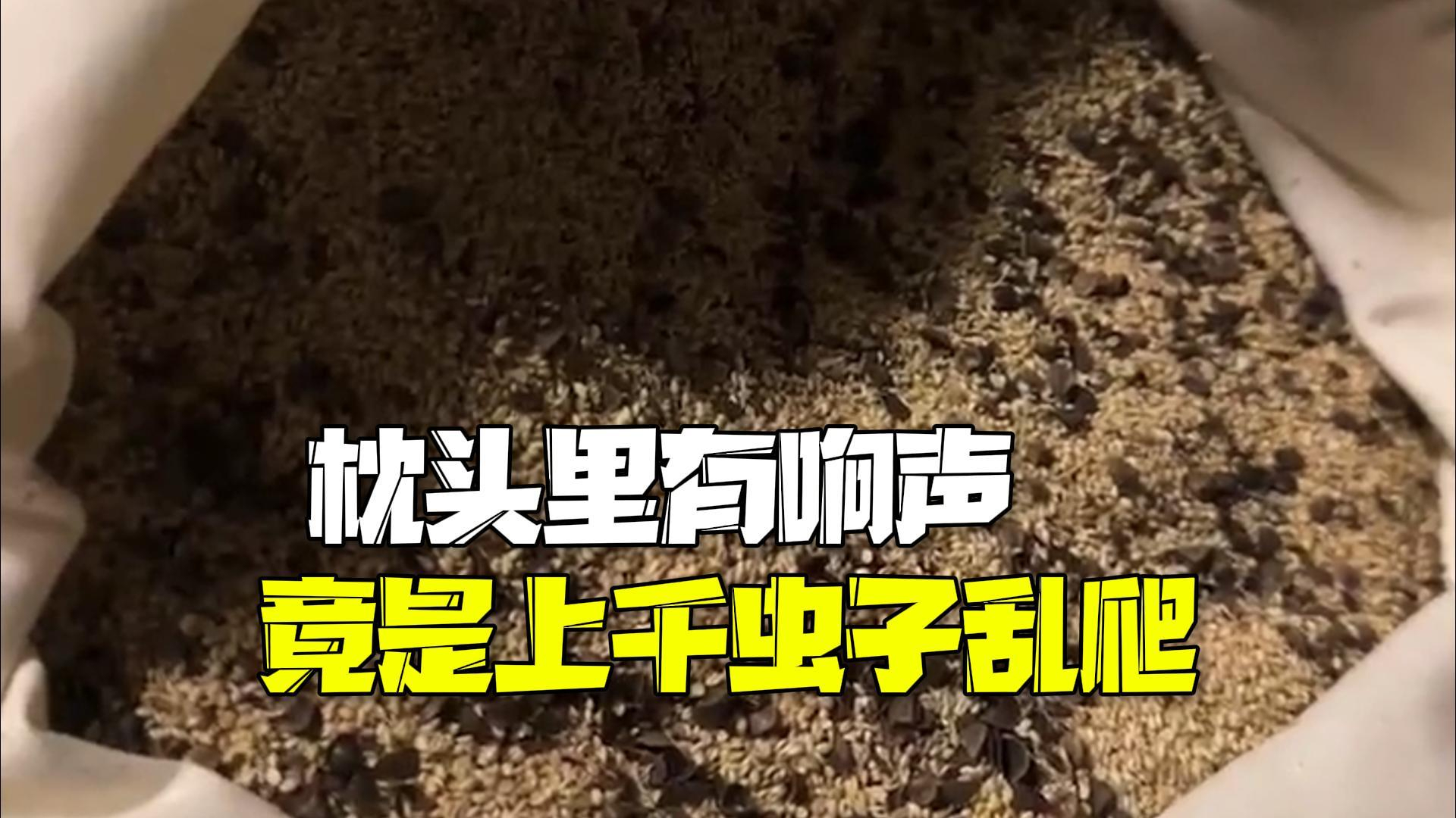 女子睡觉时听到枕头里有响声 拆开头皮发麻:上千虫子乱爬 女子睡觉时听到枕头里有响声 拆开头皮发麻:上千虫子乱爬