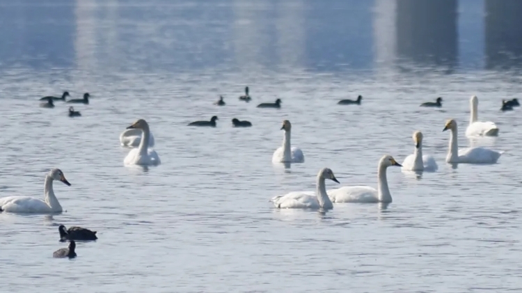 春季生态补水启动!顺义水系添活力 春季生态补水启动!顺义水系添活力