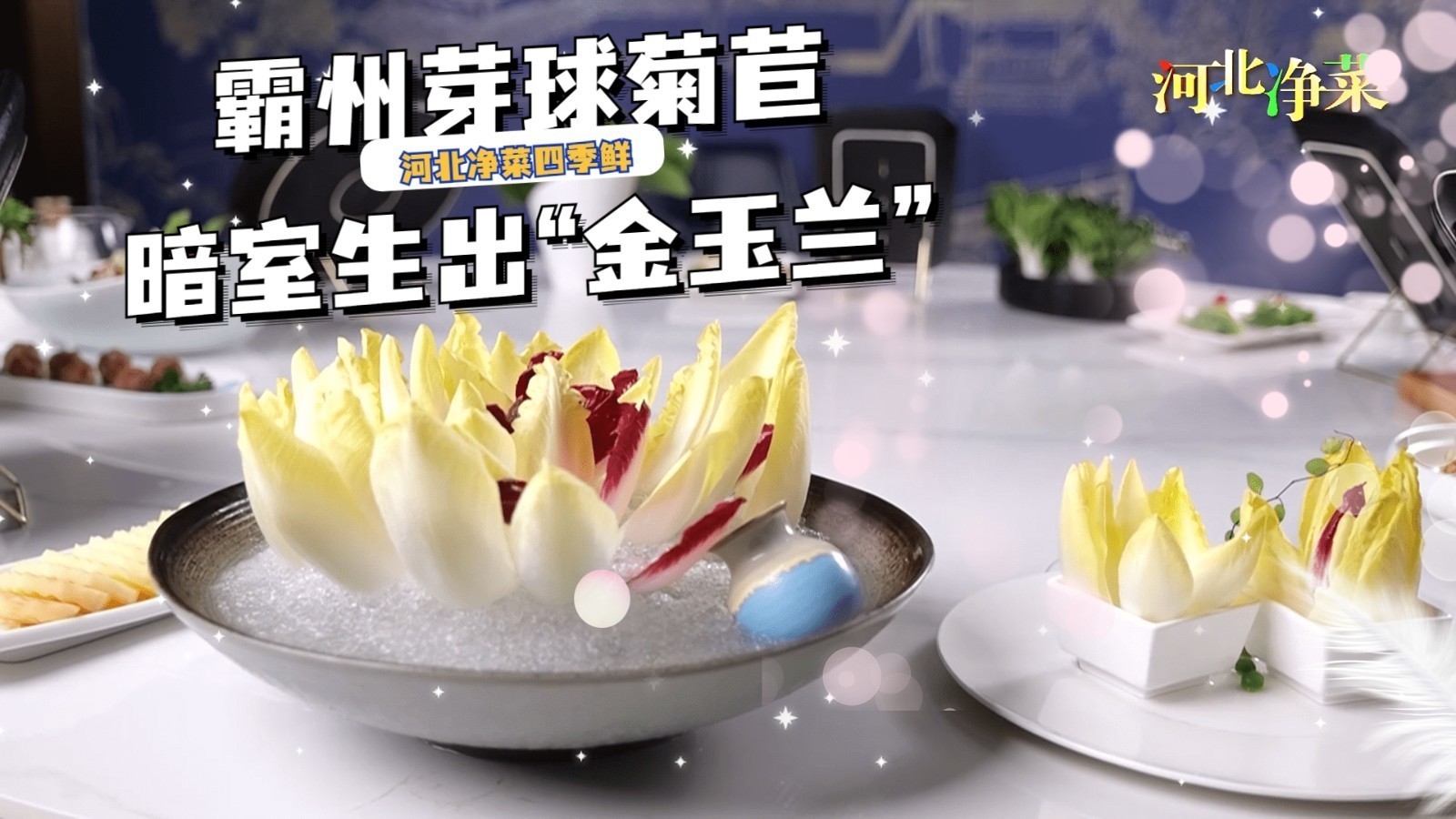 【四季三餐这么鲜冀在心田】霸州芽球菊苣 暗室生出“金玉兰”