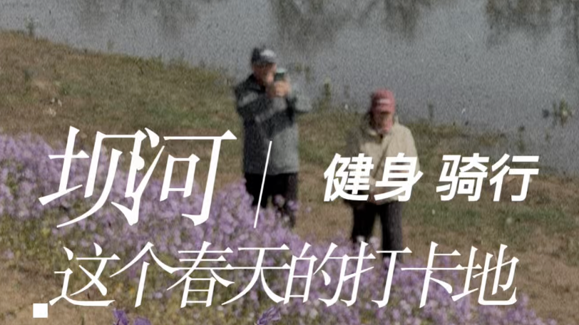 打卡北京坝河口紫蓝色二月兰花海