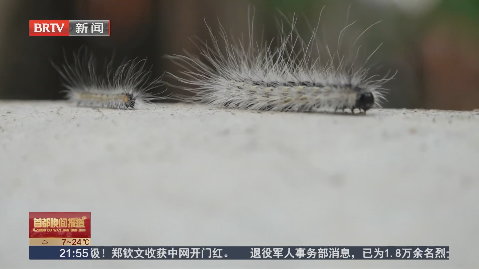 北京野生动物园“抓毛毛虫”大赛 两天抓住7万多条美国白蛾幼虫 北京野生动物园“抓毛毛虫”大赛 两天抓住7万多条美国白蛾幼虫