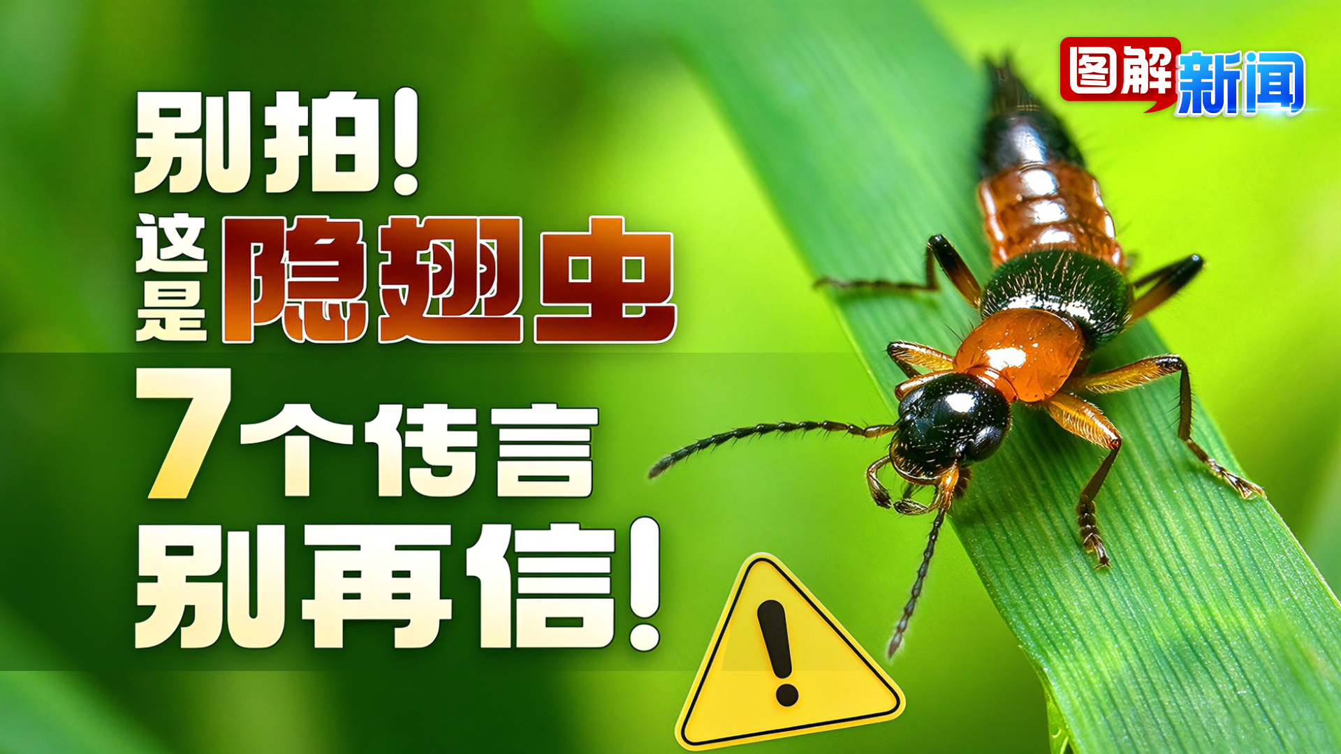图解新闻｜遇到隐翅虫千万别拍！这些网传说法都是错的