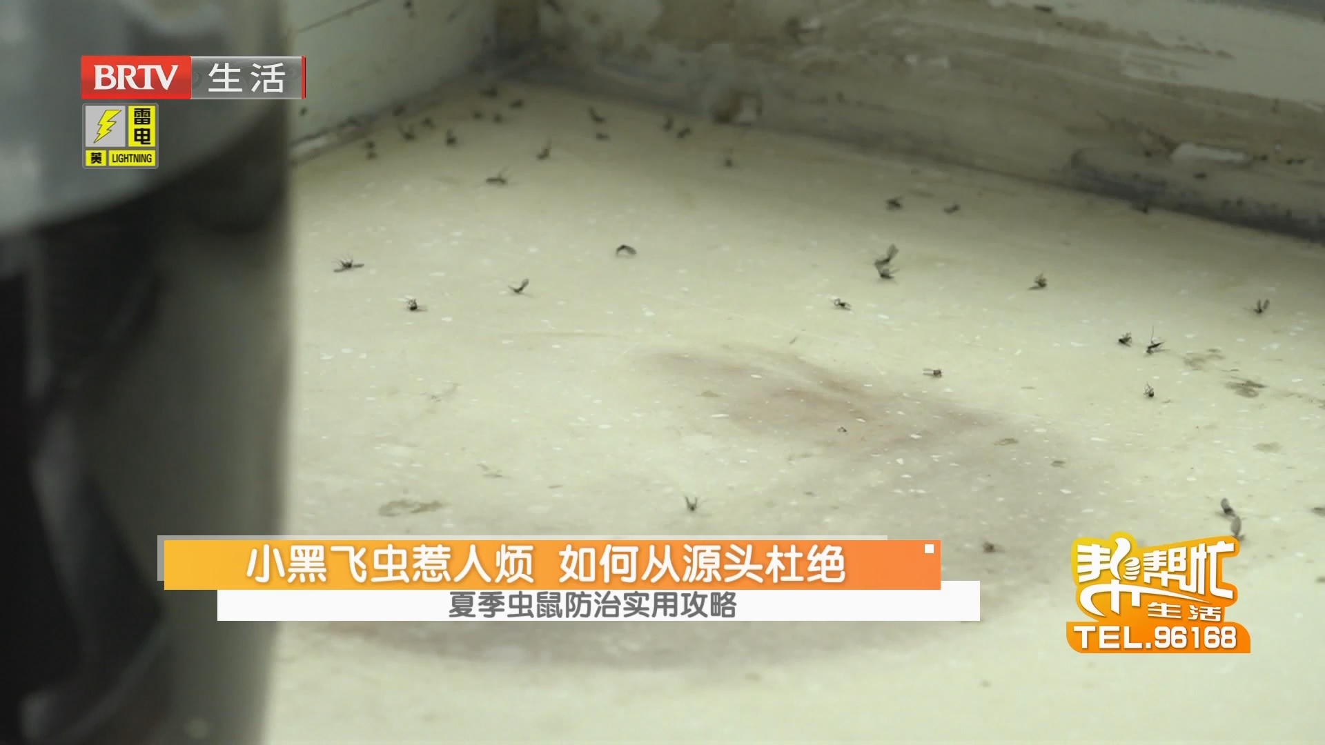 夏季虫鼠防治实用攻略 小黑飞虫惹人烦 如何从源头杜绝 果蝇喜甜讨人厌 防治有妙招