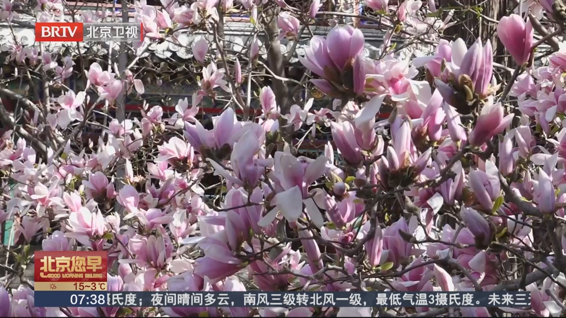 花漾春日 趣享潭柘 二乔玉兰花开正当时