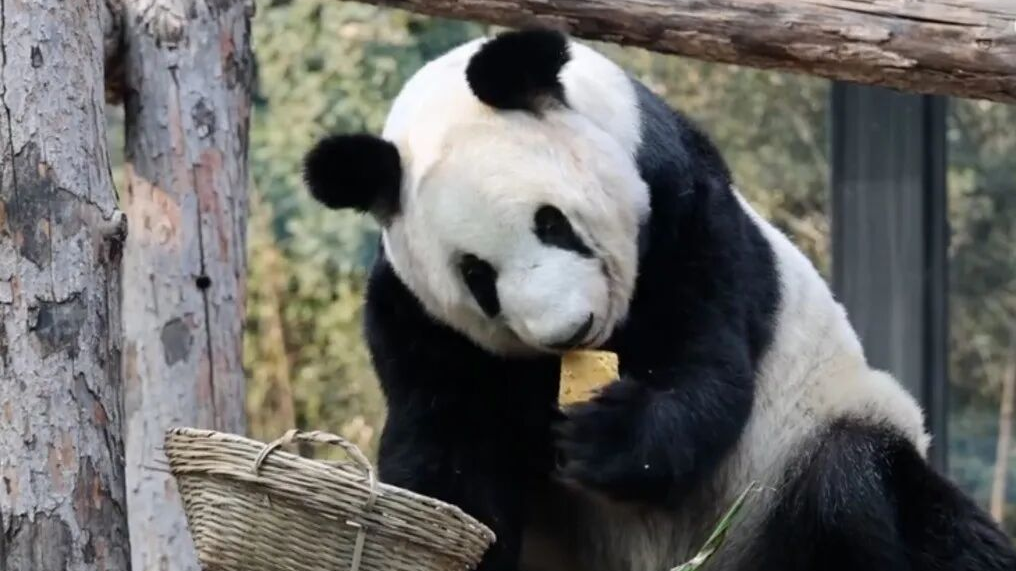 “丫丫”,变了大样! “丫丫”,变了大样!