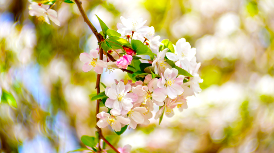 今天2时40分,正式迎来清明—— 今天2时40分,正式迎来清明——