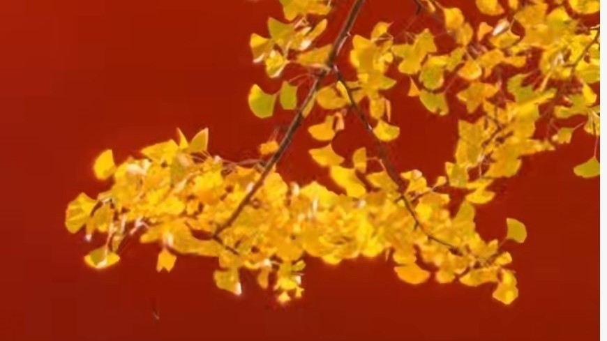 北京的秋天 迎来“最佳赏味期”