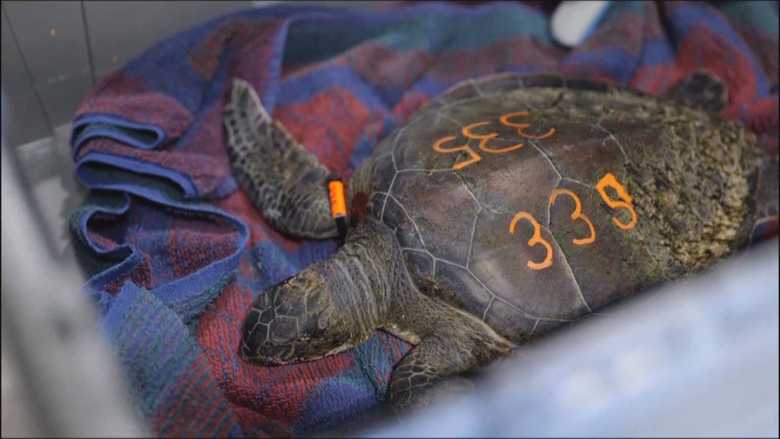 气温下降 美国多地海龟被“冻晕” 气温下降 美国多地海龟被“冻晕”