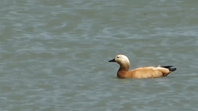 欢迎你，新朋友！北京野生动物种类再增5种！