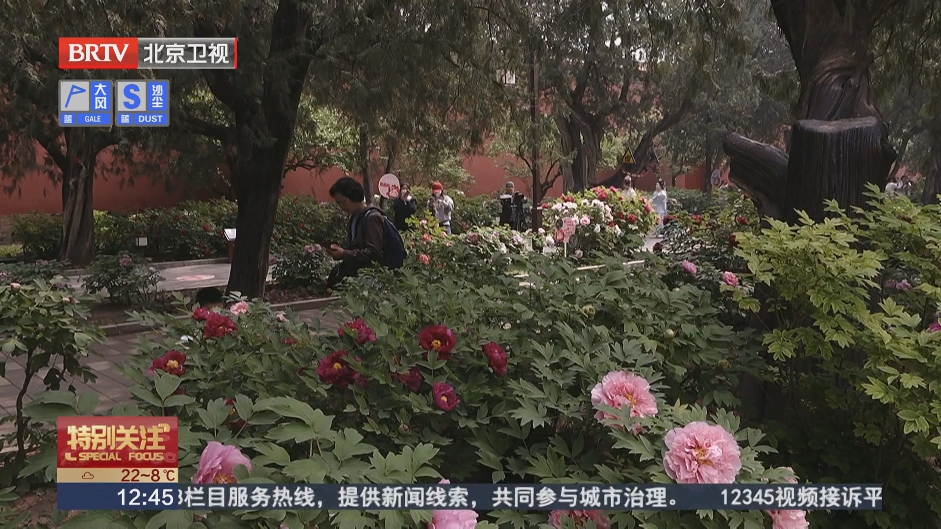 太庙牡丹进入盛花期 限时“国色天香”莫迟来