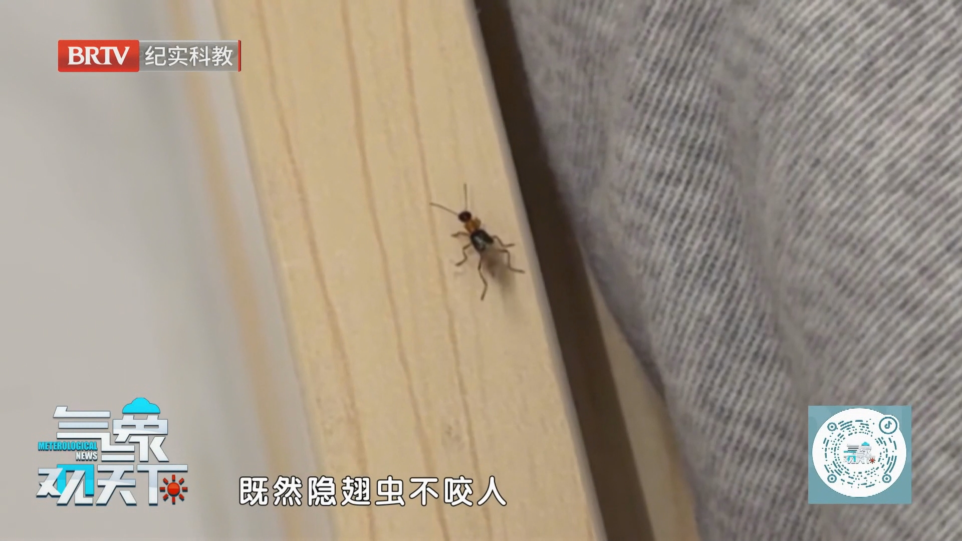 隐翅虫频现 接触皮肤可致灼伤