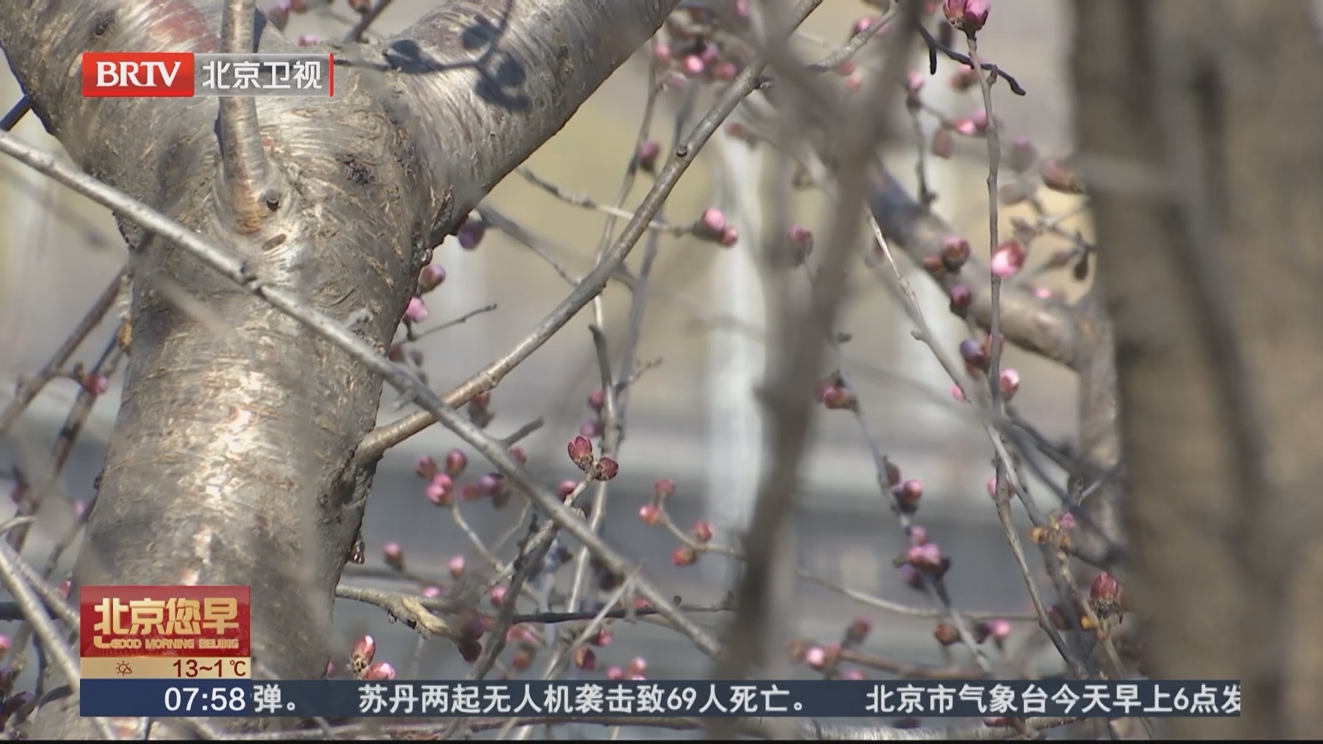 春天到园博园种“桃花”!2000多棵山桃树等您认养 春天到园博园种“桃花”!2000多棵山桃树等您认养