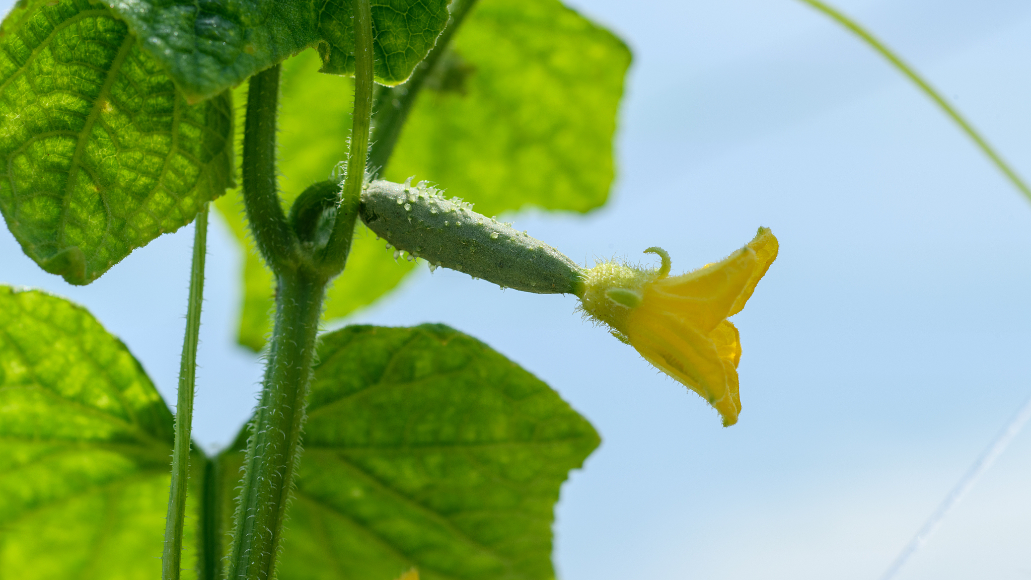 今日科普：顶花黄瓜打了激素不能吃？