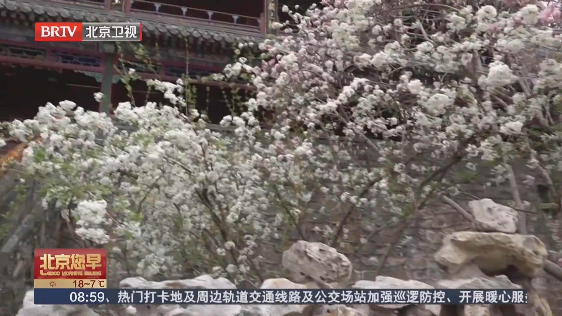 400年明代二乔玉兰盛放 潭柘寺玉兰观赏季启幕