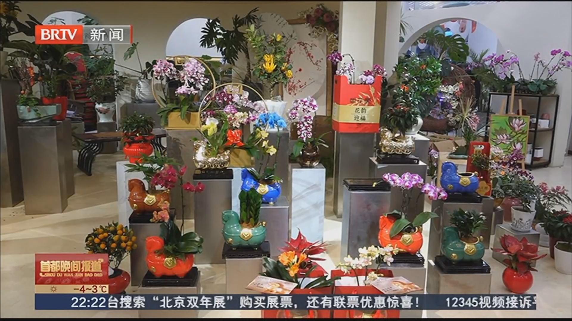 年宵花市场 以“马”为媒新意浓