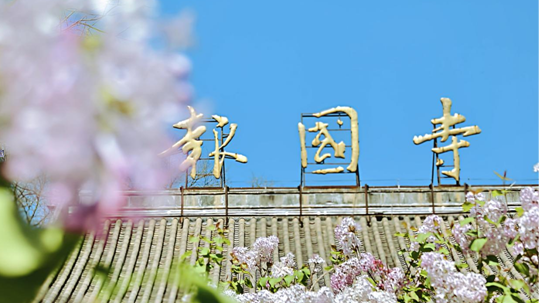 古旧书市+丁香市集,京城报国寺浪漫启航 古旧书市+丁香市集,京城报国寺浪漫启航