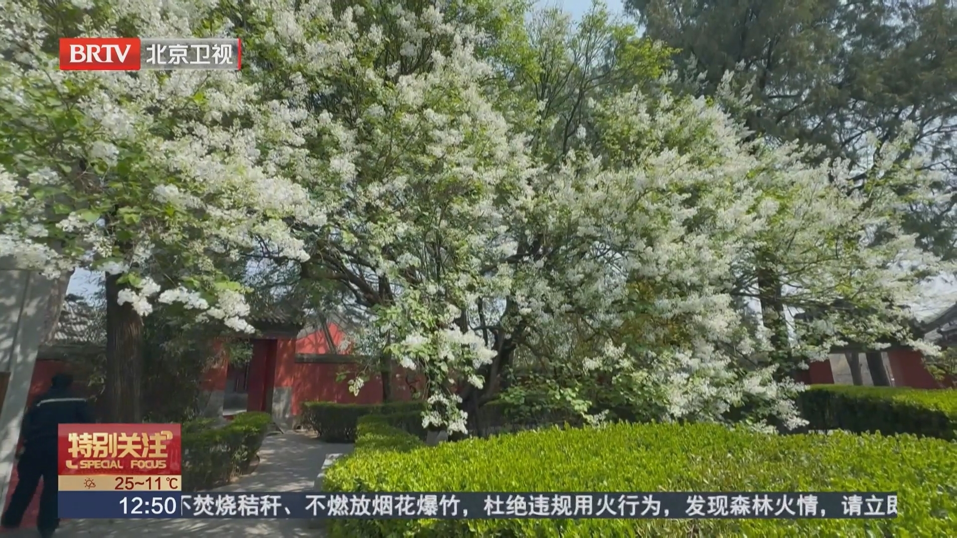 200年古丁香如约绽放 深山古寺飘香满园