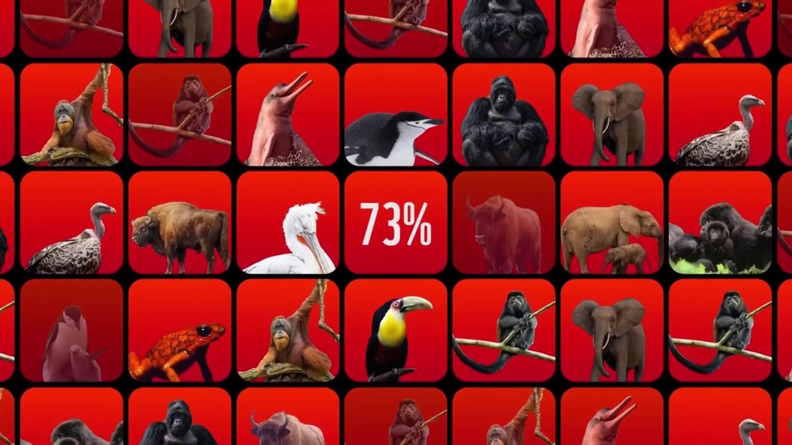 全球野生动物数量五十年间减少逾七成 全球野生动物数量五十年间减少逾七成