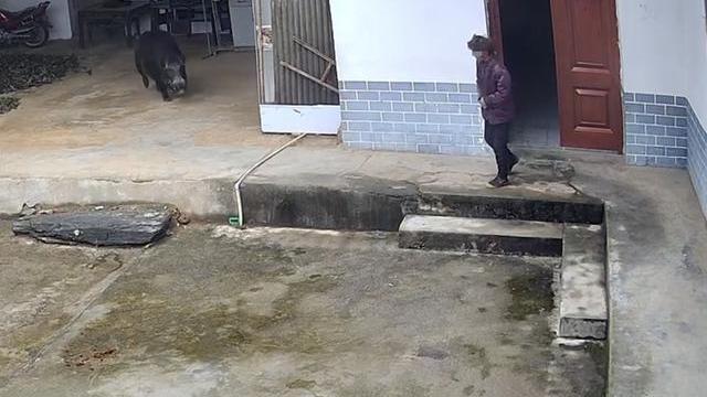野猪将老人撕咬致死 官方通报：4人撵野猪引发