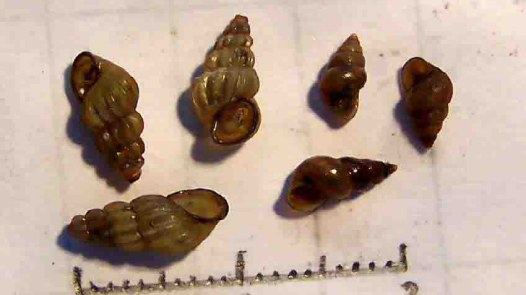 接触10秒即可感染 看到这种螺立即报告 接触10秒即可感染 看到这种螺立即报告