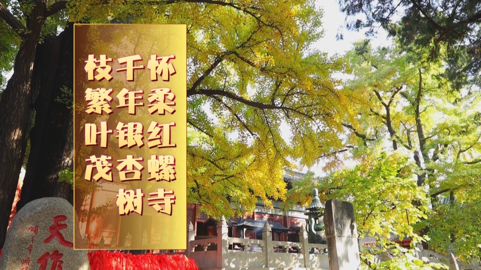 红螺寺千年雌雄银杏进入最佳赏叶期