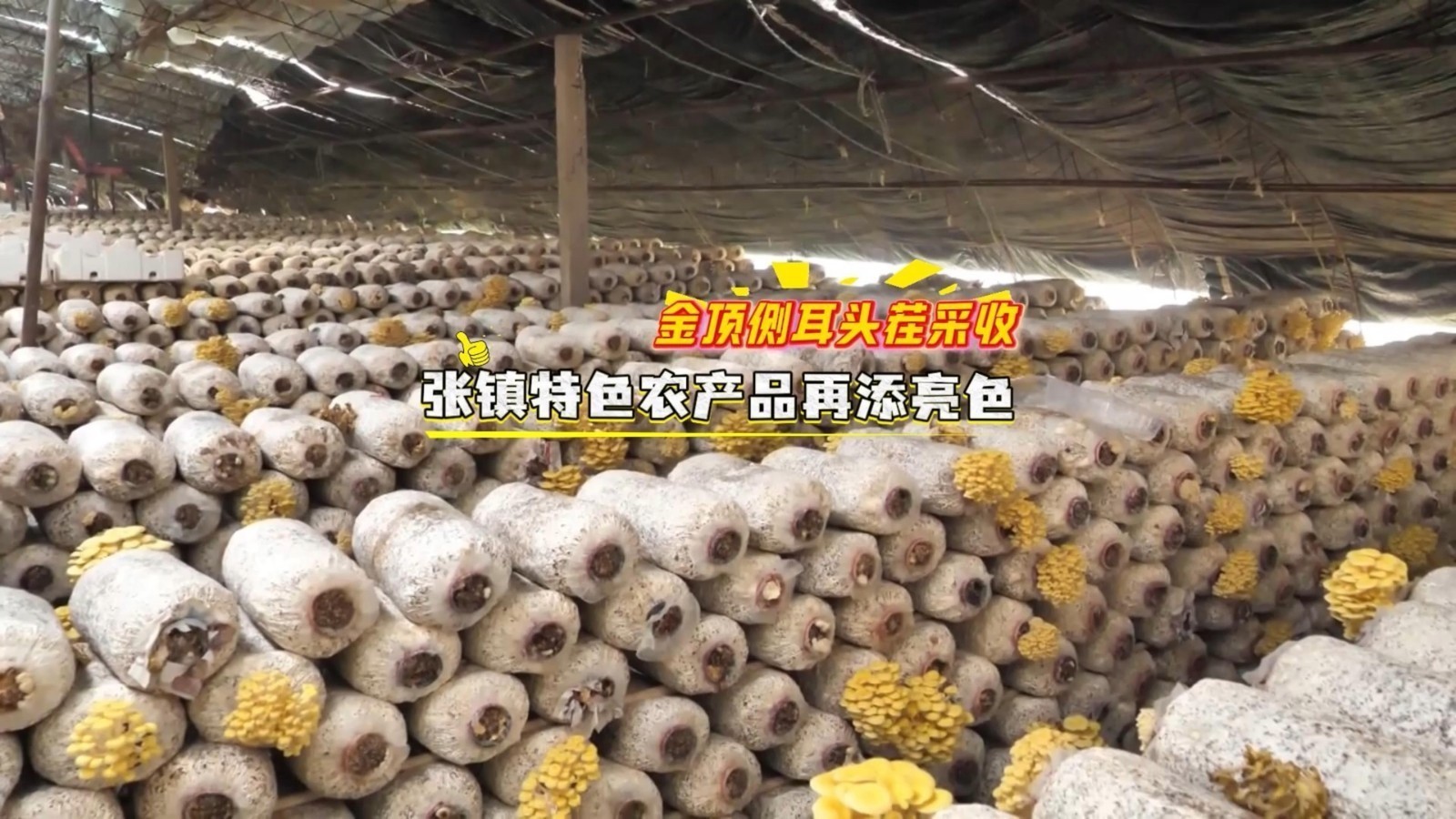 顺义丰收好物：金顶侧耳头茬采收，张镇特色农产品再添亮色！