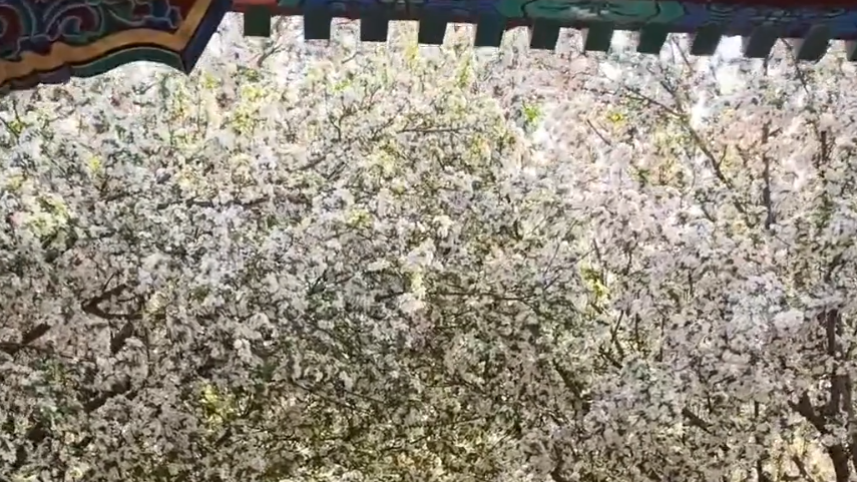 探花之旅：北京的海棠花开了