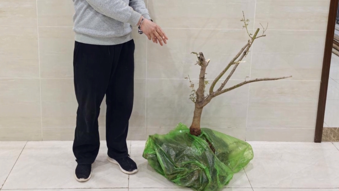 路边“野树”不要采 东湖警方7小时破盗窃案 路边“野树”不要采 东湖警方7小时破盗窃案