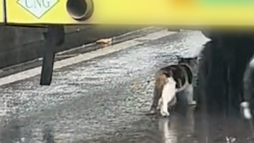 小猫跟在公交车下躲雨,网友:可爱又心疼 小猫跟在公交车下躲雨,网友:可爱又心疼