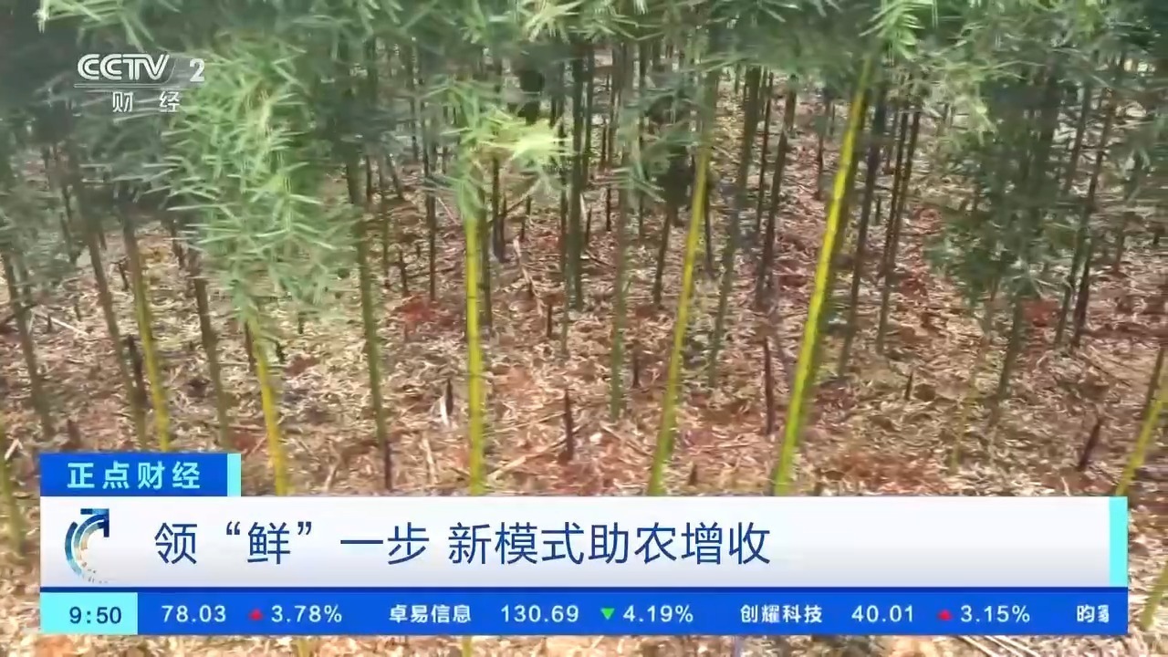 领“鲜”一步 新模式让春菜“出圈”助农增收