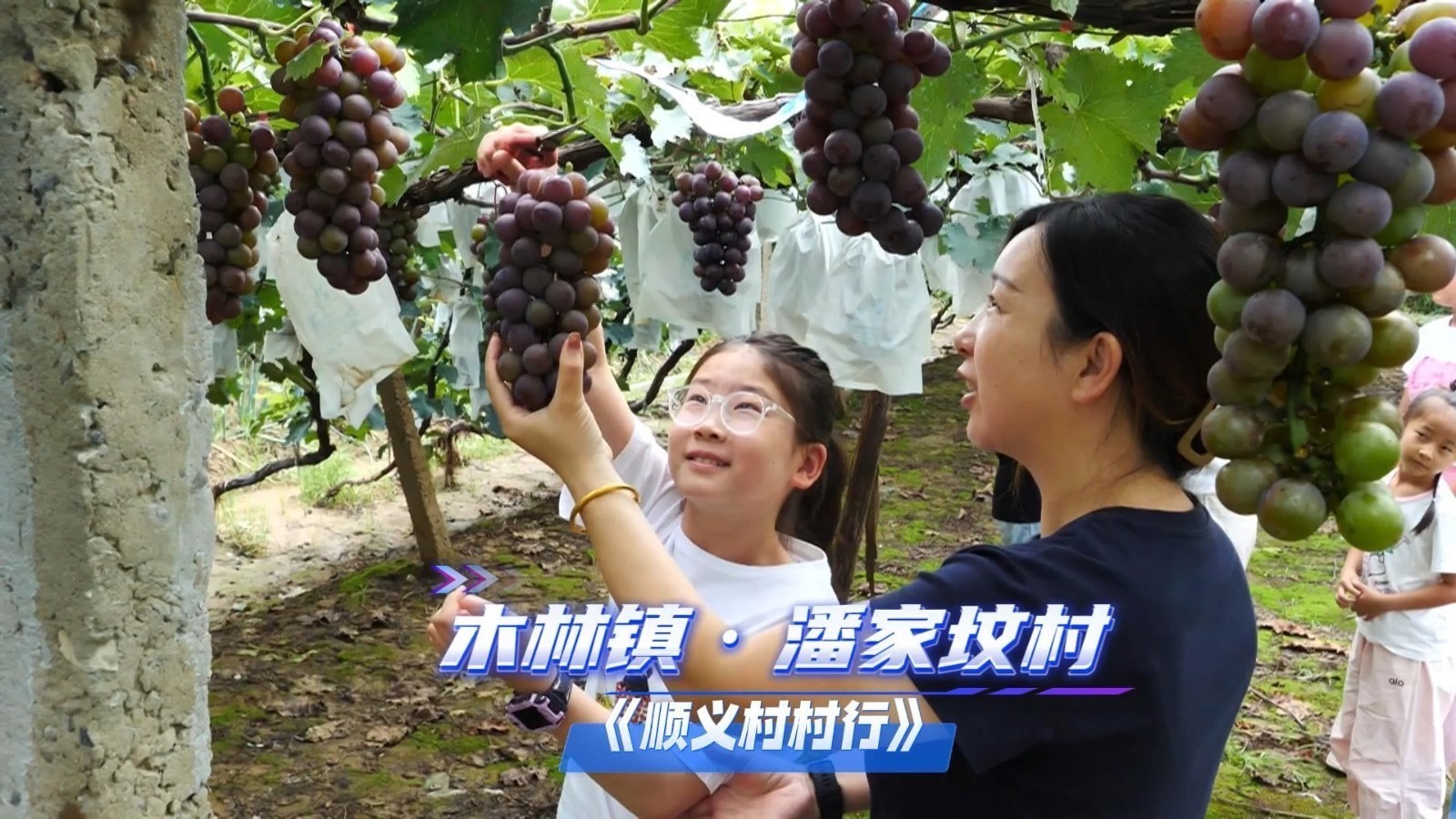 顺义村村行 | 潘家坟村：林果富乡邻，小村展新貌。