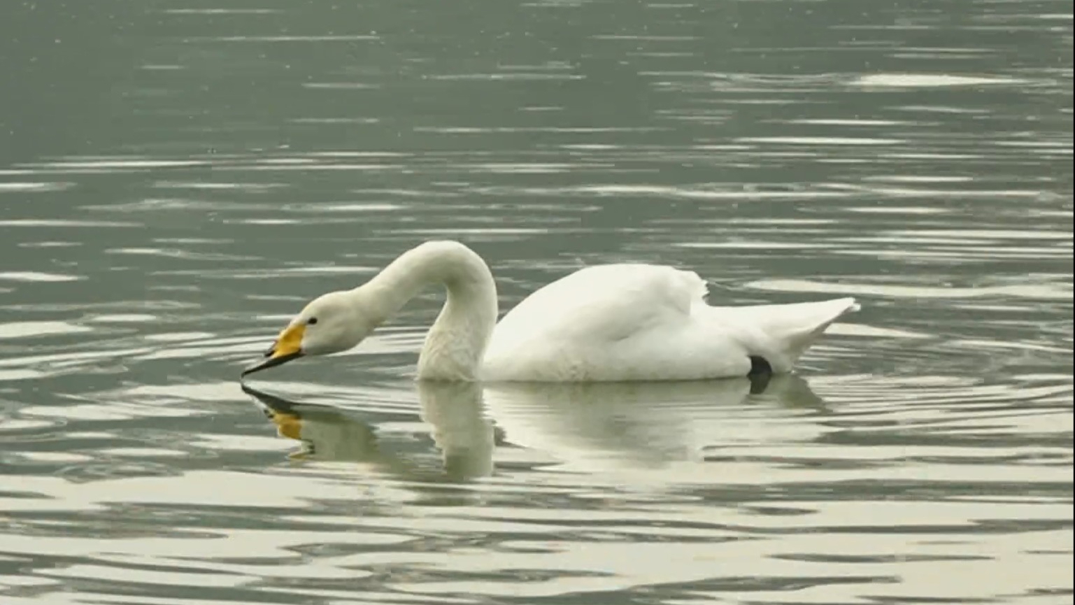 亮马河水域迎来5只白天鹅