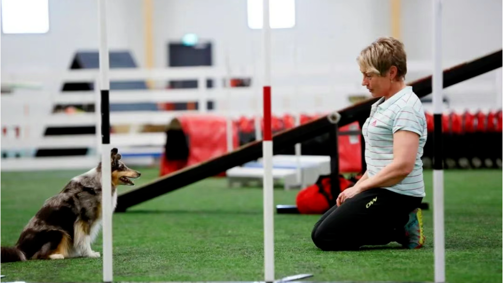 2025中国犬敏捷锦标赛暨宠爱王国CKUWDC犬敏捷赛世界杯积分赛报名通知 2025中国犬敏捷锦标赛暨宠爱王国CKUWDC犬敏捷赛世界杯积分赛报名通知