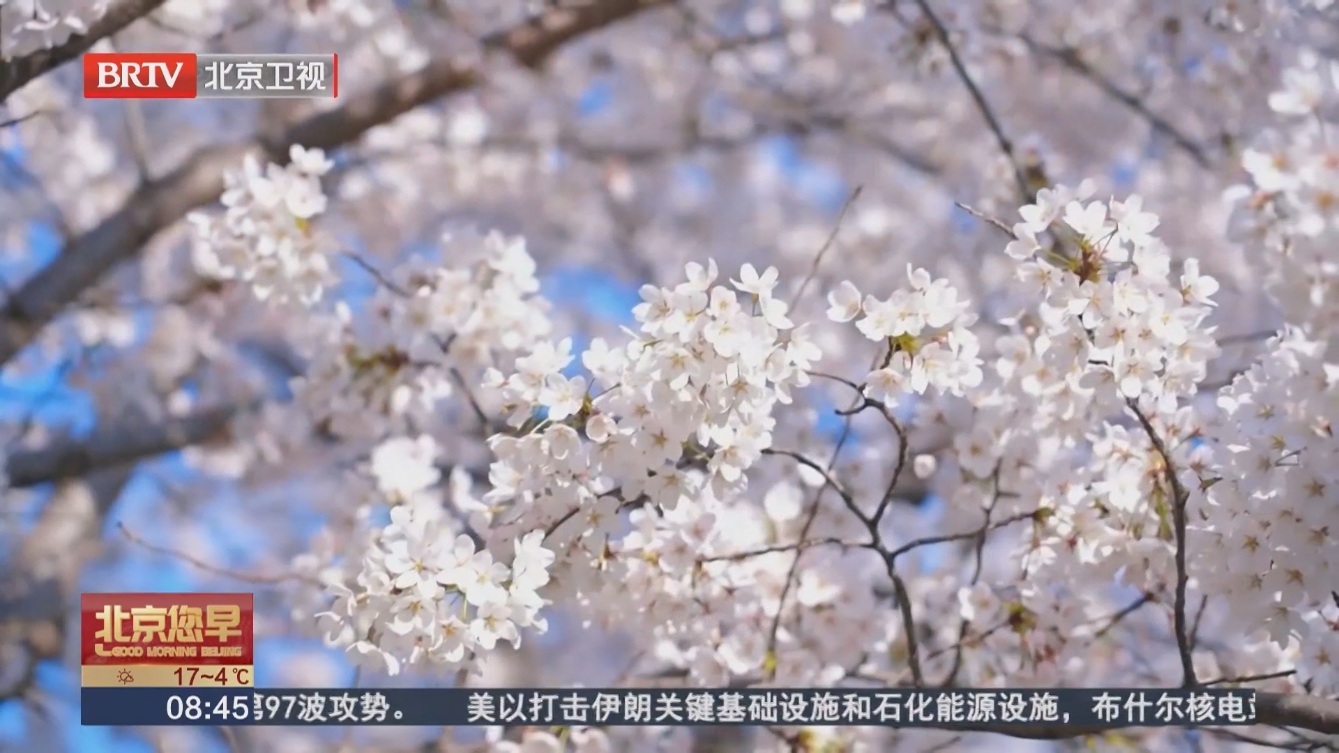 天津 千米樱花大道进入最美盛花期