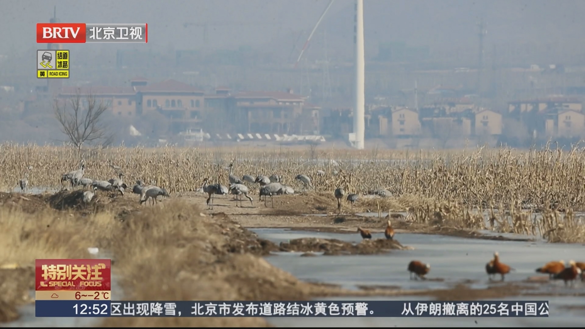 白头鹤连续7年到访北京 珍稀鸟类用“翅膀投票”好生态