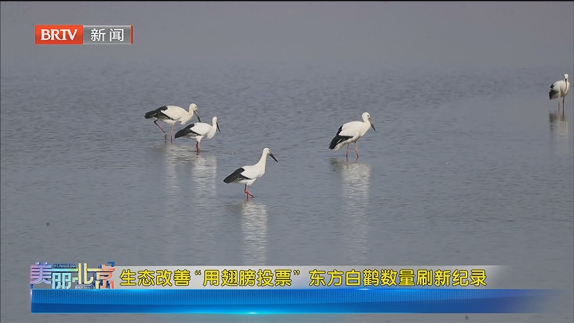 《美丽北京》20260327生态改善“用翅膀投票” 东方白鹳数量刷新纪录 《美丽北京》20260327生态改善“用翅膀投票” 东方白鹳数量刷新纪录
