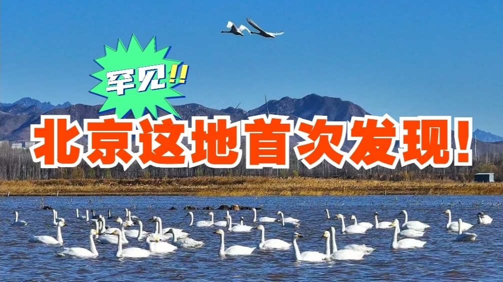 这个冬天,北京的候鸟迁徙来得有点猛! 这个冬天,北京的候鸟迁徙来得有点猛!
