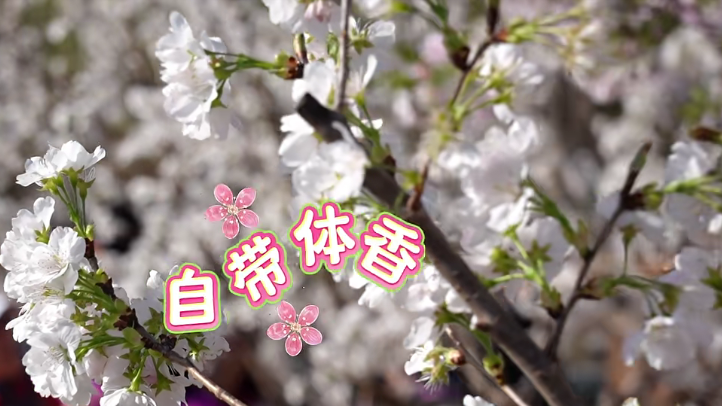 限时放送！玉渊潭的这款樱花甜翻了整个春天！